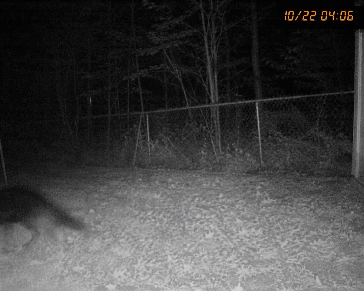 Trail camera reference frame showing an unresolved low shape near a fence line